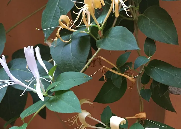 Appartement Jasmin Varna